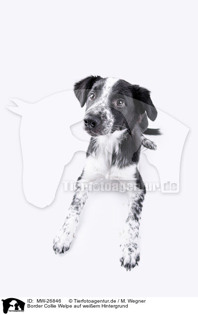 Border Collie Welpe auf weiem Hintergrund / Border Collie puppy in front of white background / MW-26846