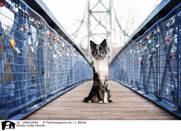 Border Collie Hndin / female Border Collie / JAM-02859