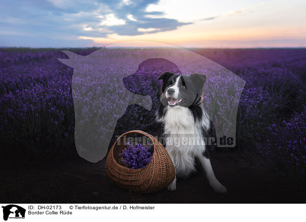 Border Collie Rde / male Border Collie / DH-02173