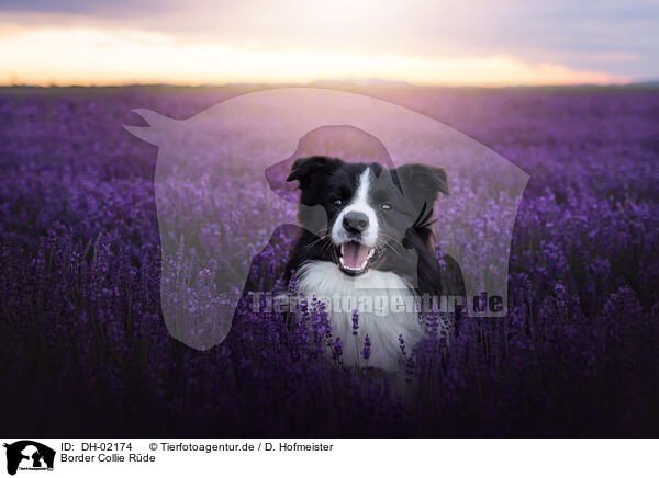 Border Collie Rde / male Border Collie / DH-02174