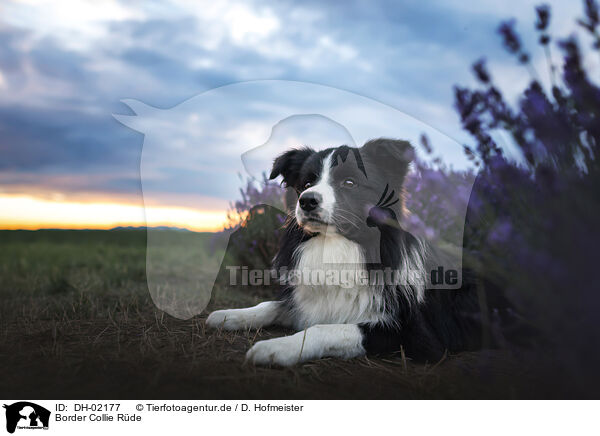 Border Collie Rde / male Border Collie / DH-02177