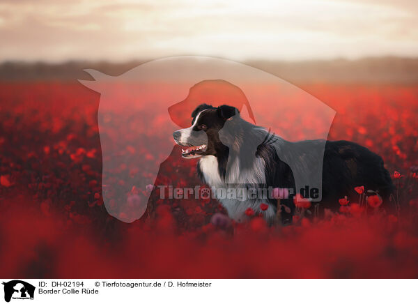 Border Collie Rde / male Border Collie / DH-02194