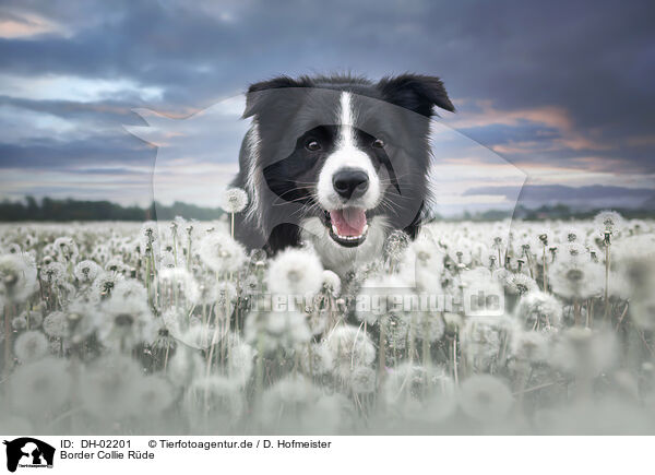 Border Collie Rde / male Border Collie / DH-02201