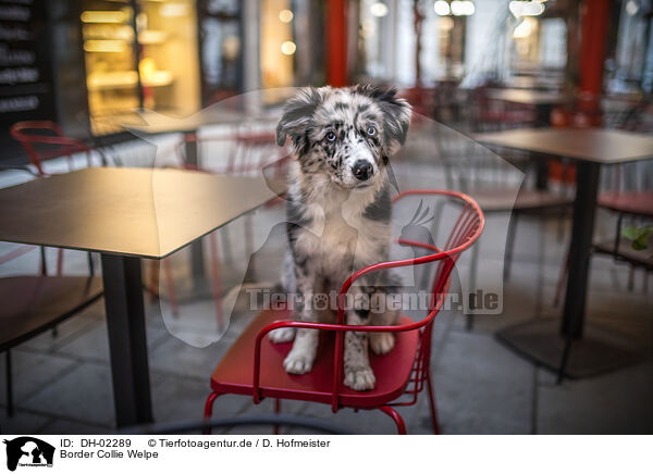 Border Collie Welpe / Border Collie Puppy / DH-02289