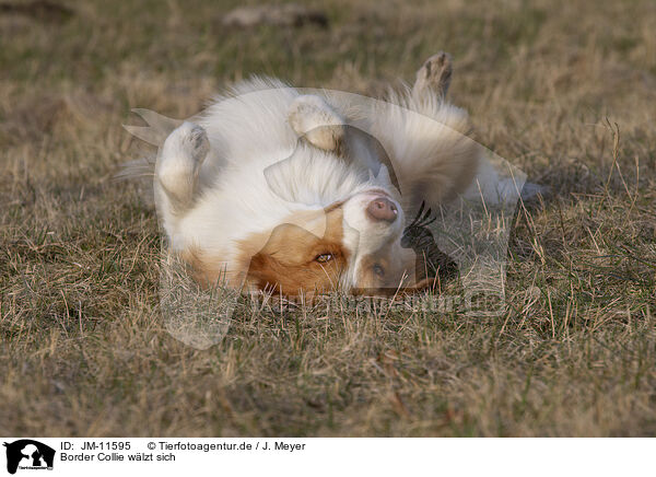 Border Collie wlzt sich / rolling Border Collie / JM-11595