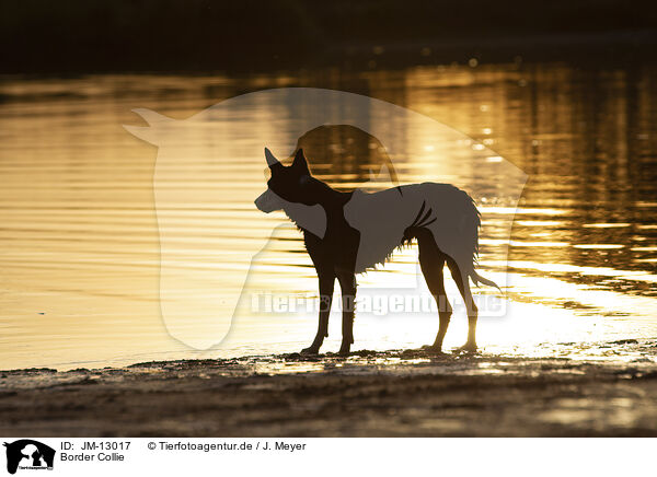 Border Collie / Border Collie / JM-13017