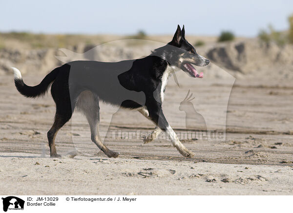 Border Collie / Border Collie / JM-13029