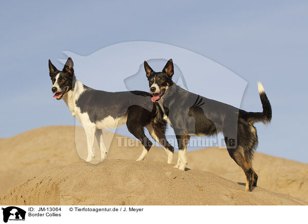 Border Collies / Border Collies / JM-13064