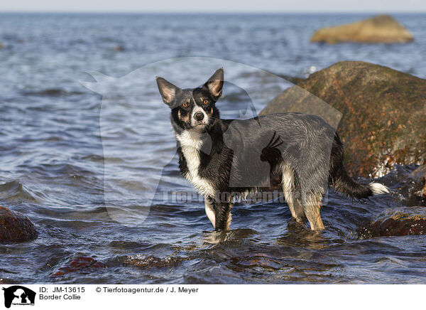 Border Collie / Border Collie / JM-13615