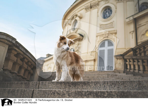 Border Collie Hndin / female Border Collie / SGR-01324