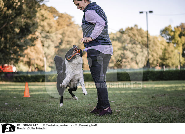 Border Collie Hndin / female Border Collie / SIB-02447