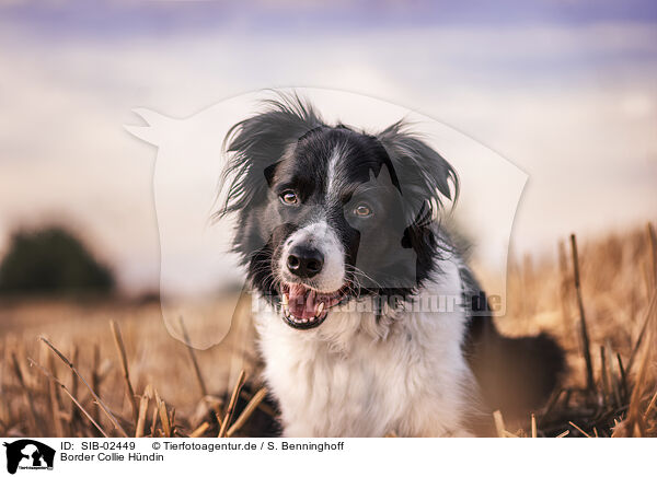 Border Collie Hndin / female Border Collie / SIB-02449