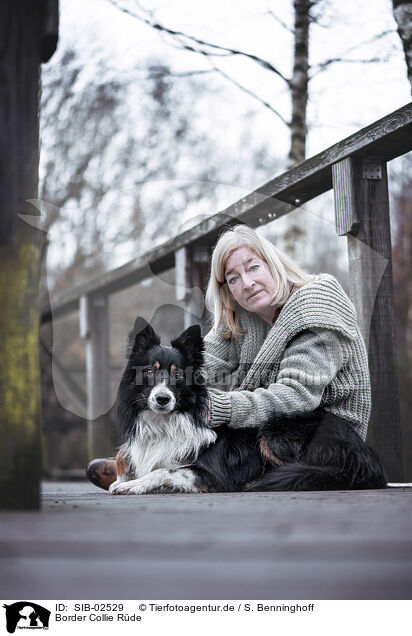 Border Collie Rde / male Border Collie / SIB-02529