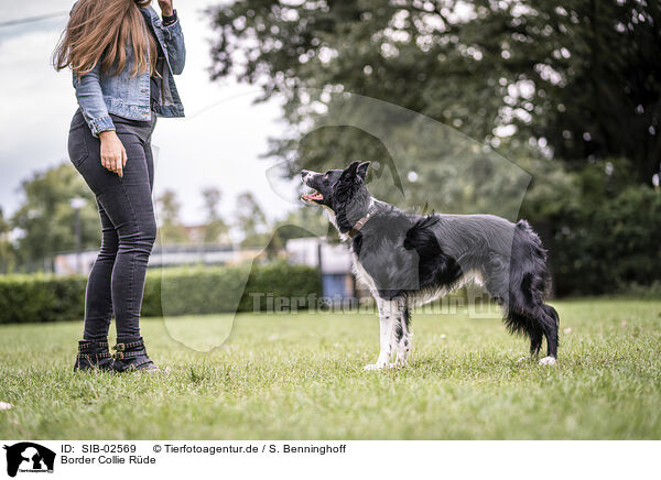 Border Collie Rde / male Border Collie / SIB-02569