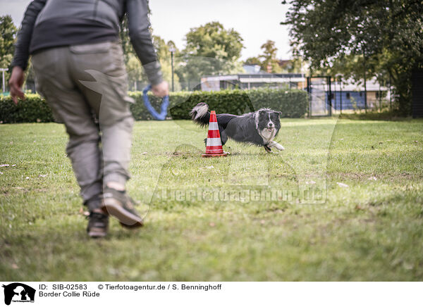 Border Collie Rde / male Border Collie / SIB-02583