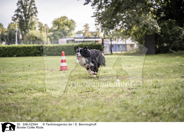 Border Collie Rde / male Border Collie / SIB-02584