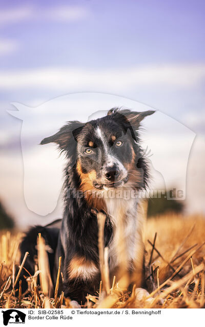 Border Collie Rde / male Border Collie / SIB-02585