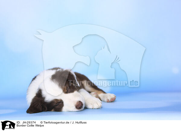 Border Collie Welpe / Border Collie Puppy / JH-29374