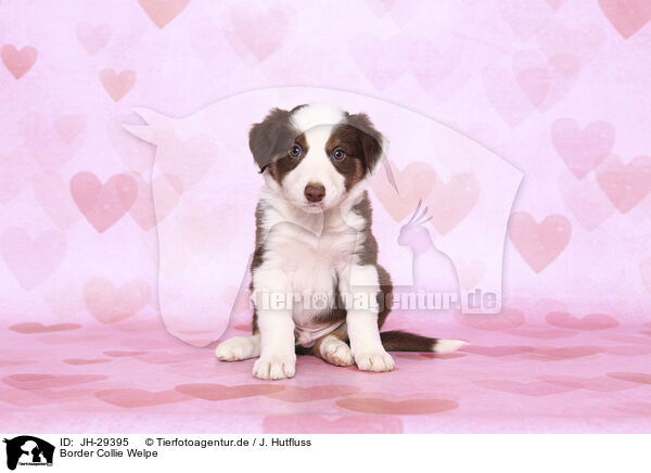 Border Collie Welpe / Border Collie Puppy / JH-29395