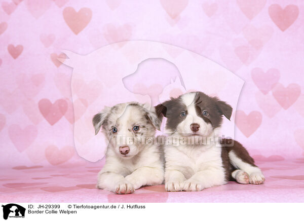 Border Collie Welpen / Border Collie Puppies / JH-29399