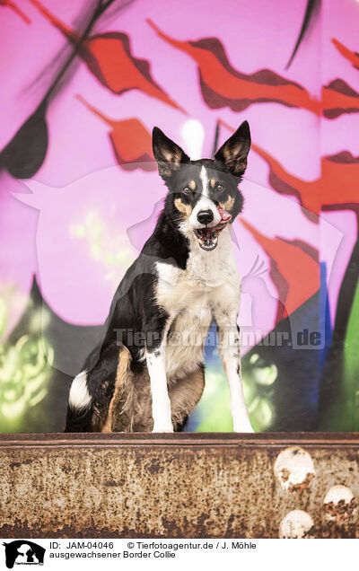 ausgewachsener Border Collie / adult Border Collie / JAM-04046