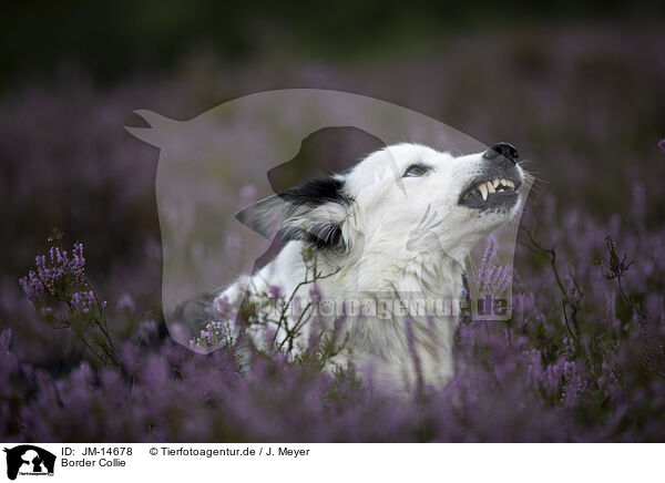 Border Collie / Border Collie / JM-14678