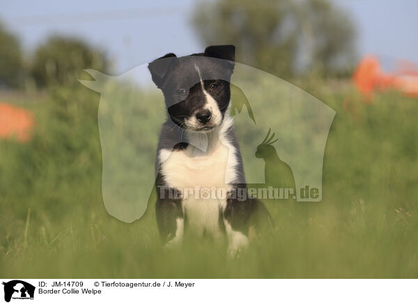 Border Collie Welpe / Border Collie Puppy / JM-14709