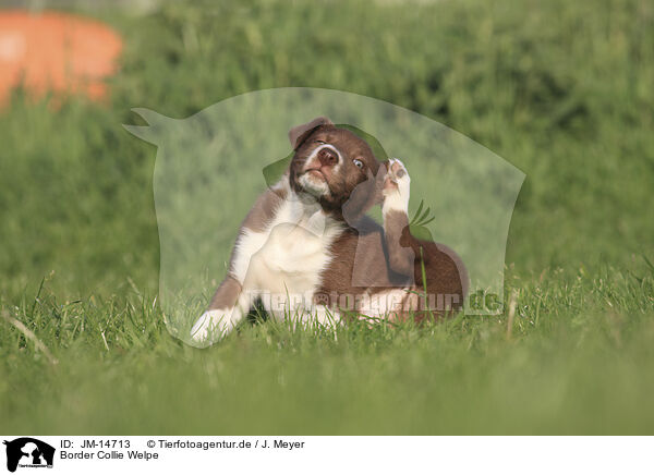 Border Collie Welpe / Border Collie Puppy / JM-14713