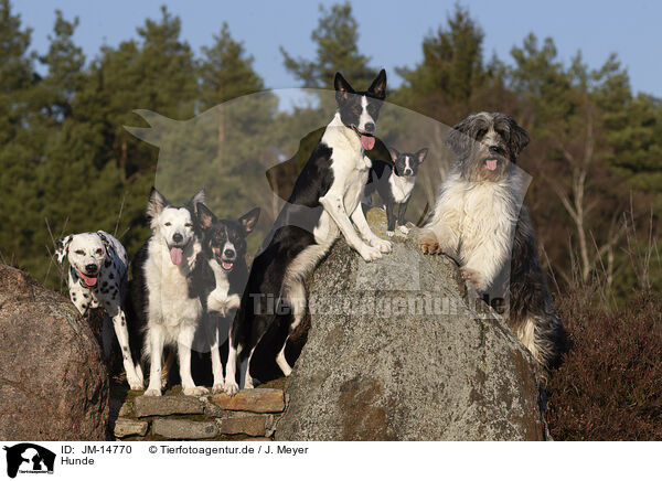 Hunde / dogs / JM-14770