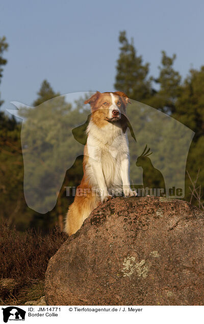 Border Collie / Border Collie / JM-14771