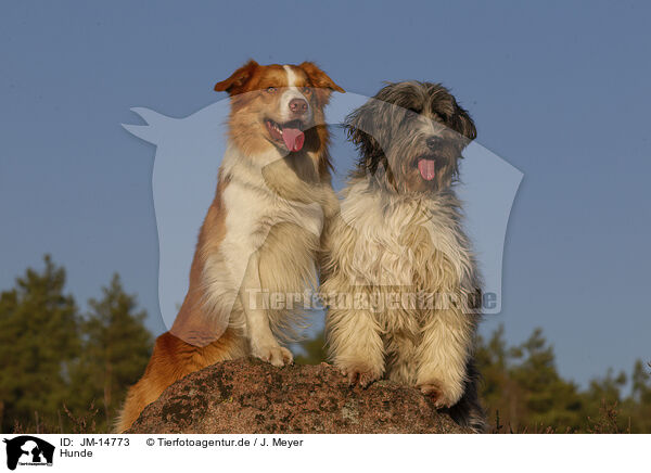 Hunde / dogs / JM-14773