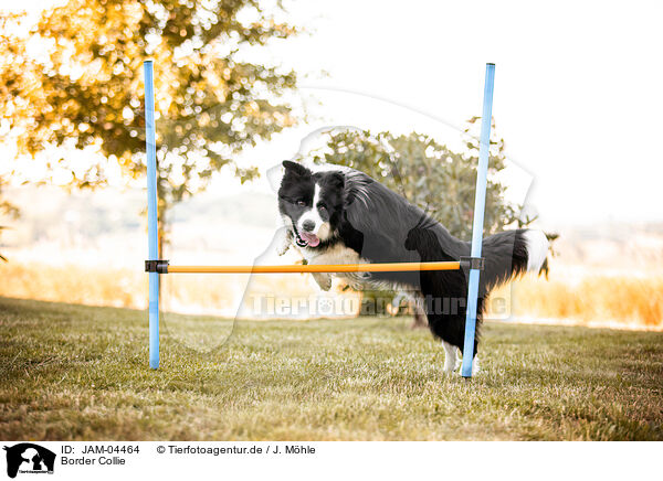 Border Collie / Border Collie / JAM-04464