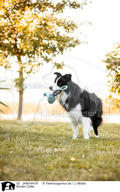 Border Collie / Border Collie / JAM-04476