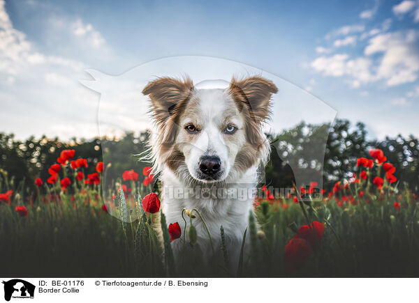 Border Collie / Border Collie / BE-01176