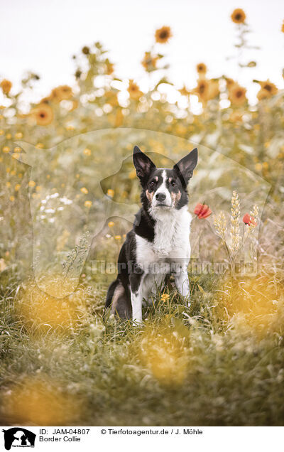 Border Collie / Border Collie / JAM-04807