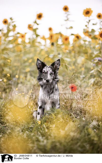 Border Collie / Border Collie / JAM-04811