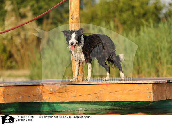 Border Collie / Border Collie / KB-11299