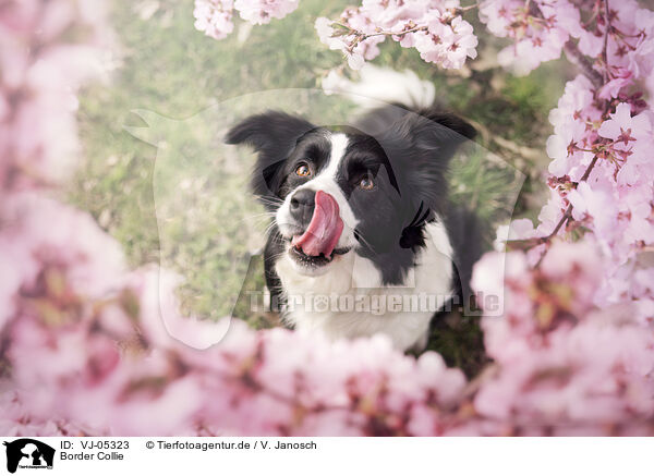 Border Collie / VJ-05323