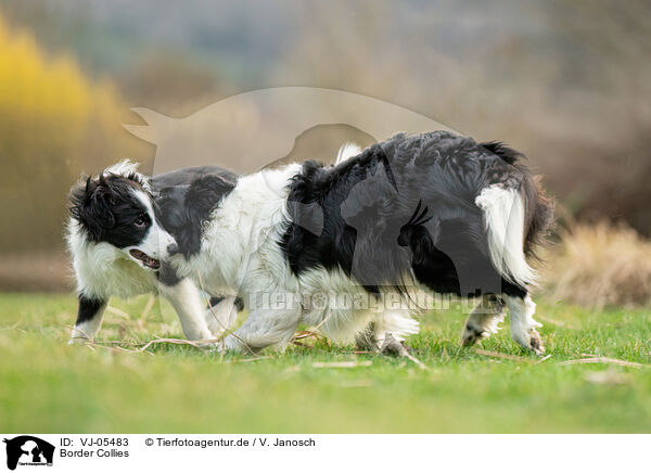 Border Collies / VJ-05483