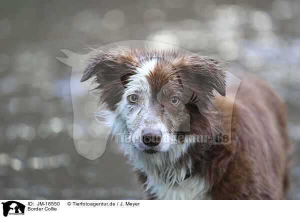 Border Collie / Border Collie / JM-18550