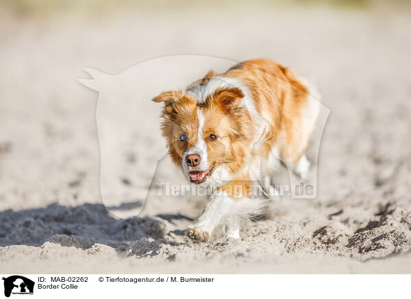 Border Collie / Border Collie / MAB-02262