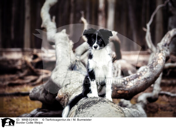 Border Collie Welpe / Border Collie Puppy / MAB-02408