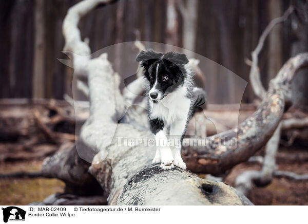 Border Collie Welpe / Border Collie Puppy / MAB-02409