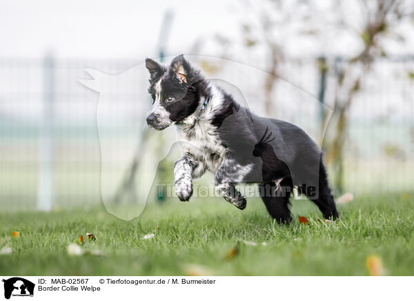 Border Collie Welpe / Border Collie Puppy / MAB-02567