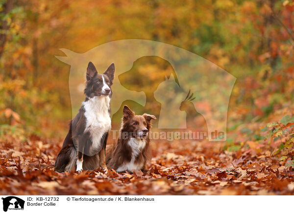 Border Collie / Border Collie / KB-12732