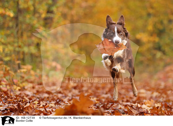 Border Collie / Border Collie / KB-12739