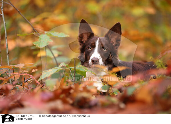 Border Collie / Border Collie / KB-12748