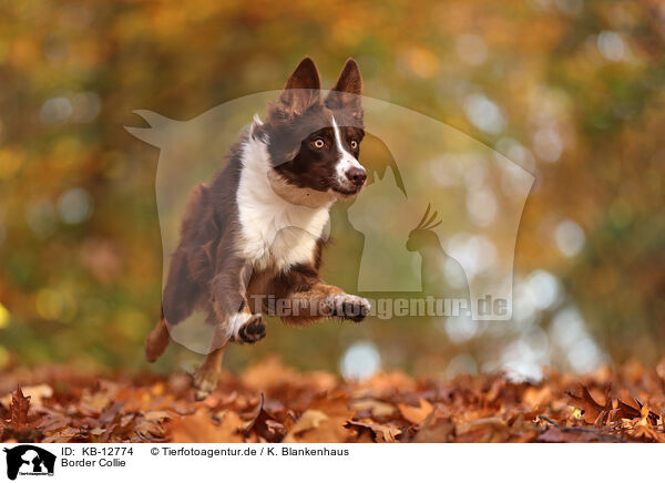 Border Collie / Border Collie / KB-12774