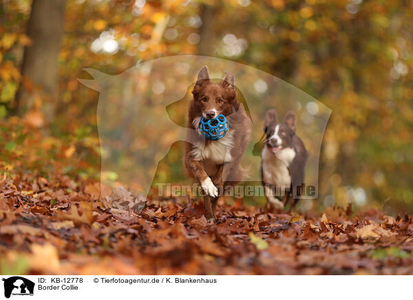 Border Collie / KB-12778