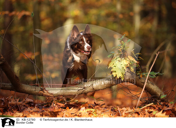 Border Collie / Border Collie / KB-12780